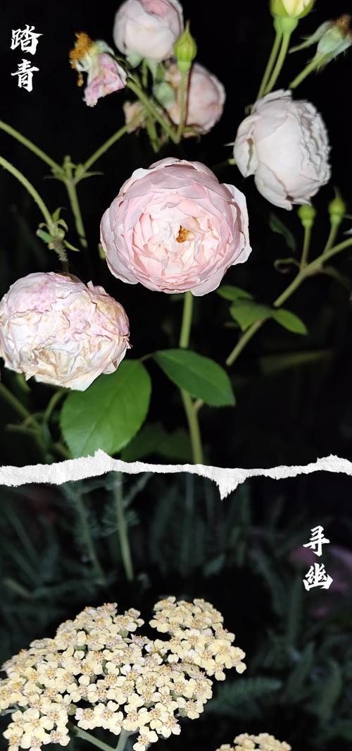 黑色山茶花的花语有何深意？哪种花语最能代表黑色山茶？