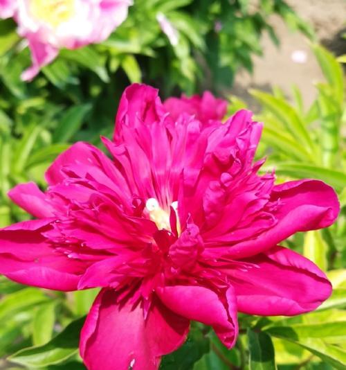 花开正艳的花语是什么意思？它代表了什么？