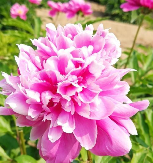 花开正艳的花语是什么意思？它代表了什么？