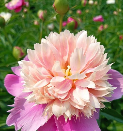 花开正艳的花语是什么意思？它代表了什么？