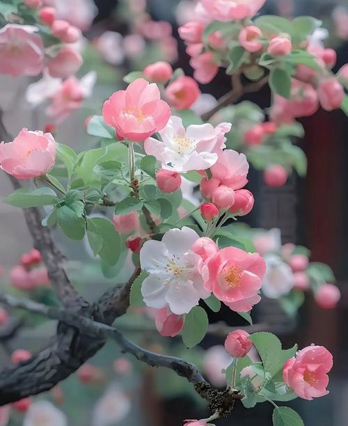 苹果花的花语有何寓意？