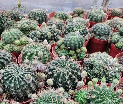 仙人球的花语是什么？它象征着什么？