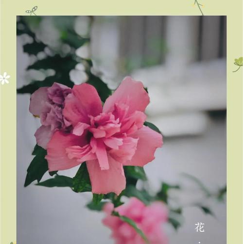 金木槿花语有何含义？金木槿的花语代表什么？