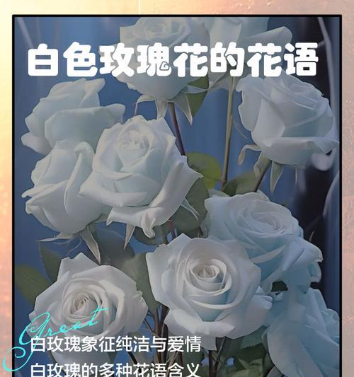 墨绿玫瑰的花语和寓意有哪些？墨绿玫瑰代表什么情感？