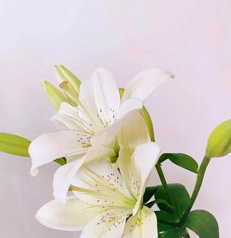 哪种花代表永恒的生命？