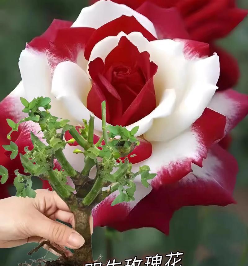 红玫瑰花代表什么意义？红玫瑰花有何寓意？