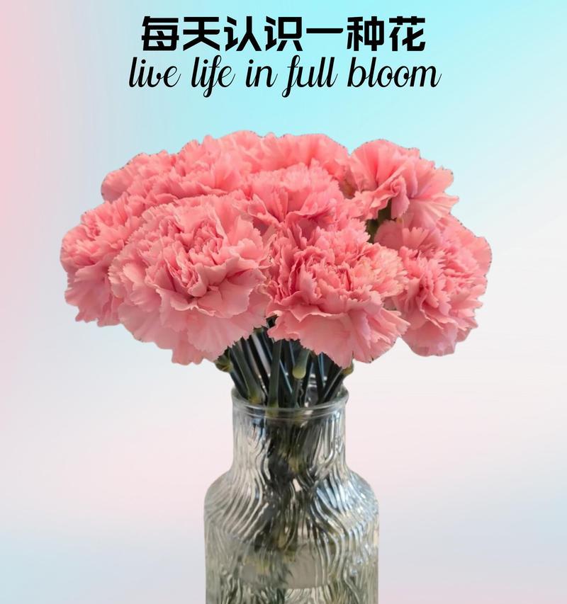送给护长的花语应该是什么？哪种花最能表达敬意？