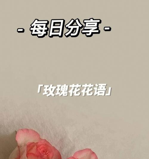 玫瑰花有哪些不同的花语？它们各自代表什么？