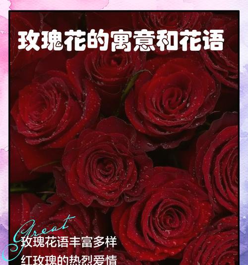 玫瑰花有哪些不同的花语？它们各自代表什么？