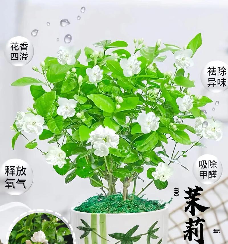 茉莉花混合花语是什么？茉莉花与其他花混合时的花语有何不同？