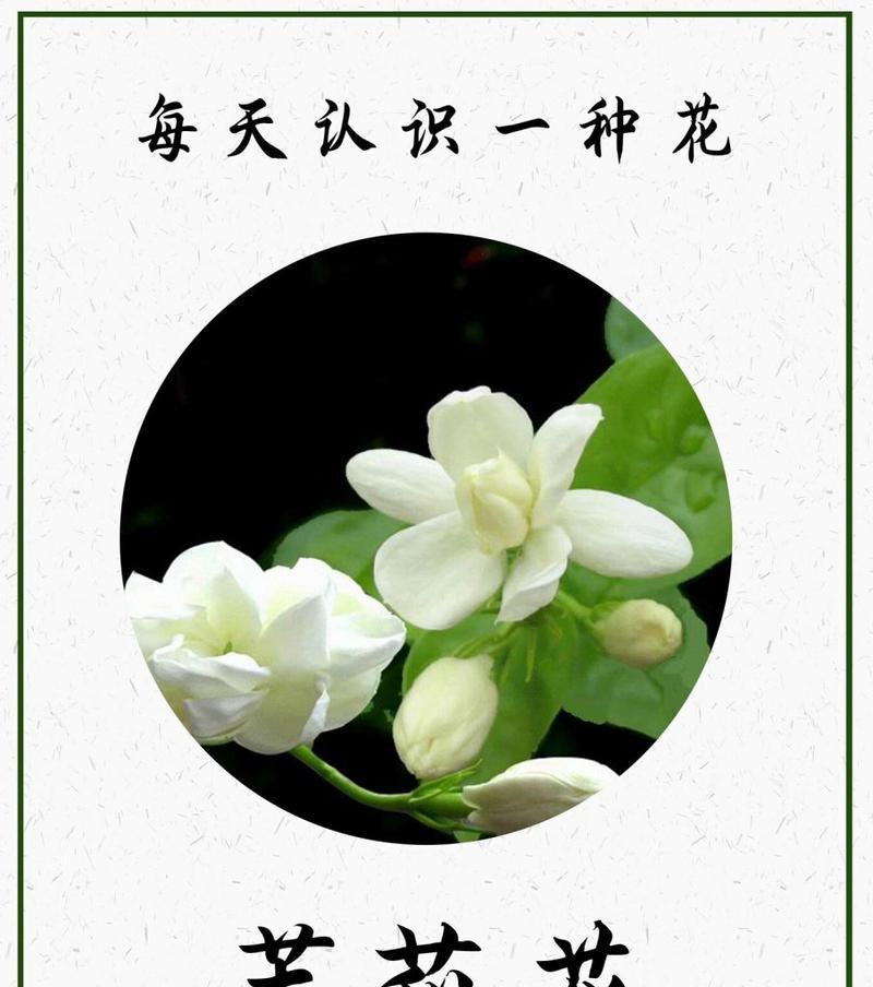 茉莉花混合花语是什么？茉莉花与其他花混合时的花语有何不同？