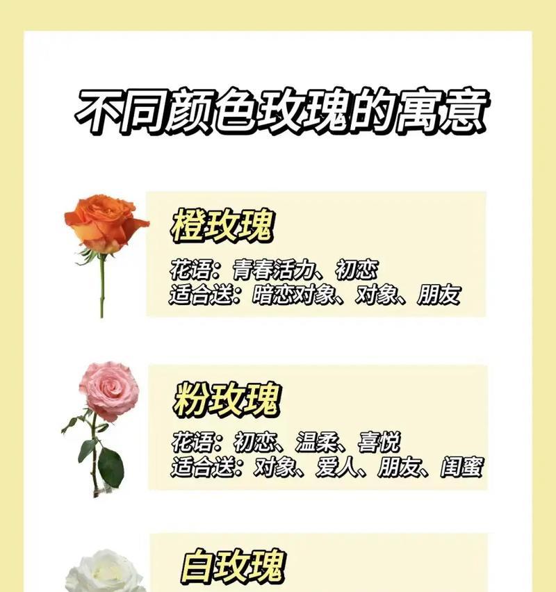 十一朵香槟玫瑰代表了什么花语？