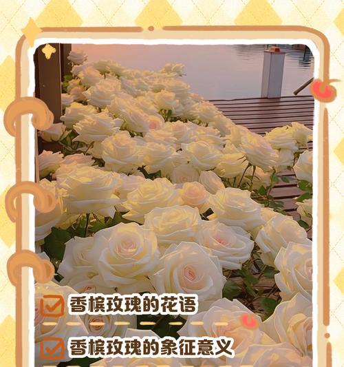 十一朵香槟玫瑰代表了什么花语？