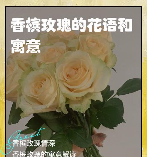 十一朵香槟玫瑰代表了什么花语？