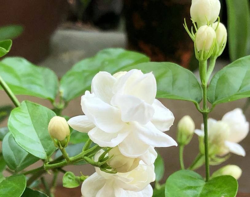 素馨茉莉的花语是什么？它代表了什么含义？