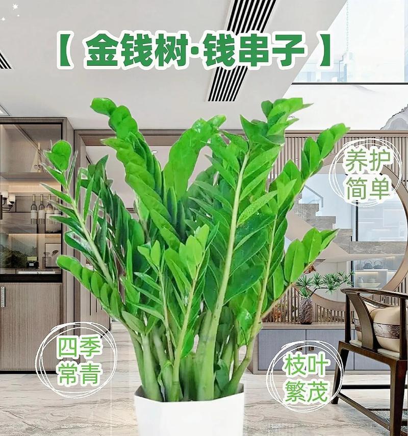 金钱肉盆栽的花语是什么？金钱肉盆栽代表什么？