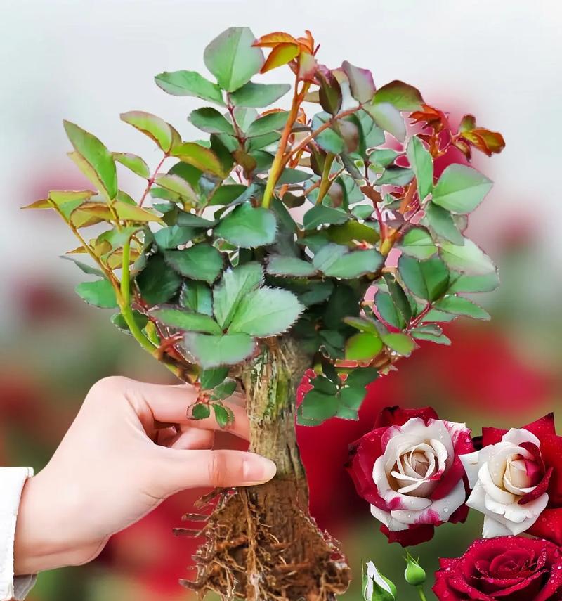 蕃薯花的花语和寓意是什么？它在花卉文化中代表什么？