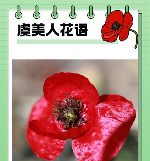 送男友哪种花的花语最合适？花语中有哪些适合表达爱意的花朵？