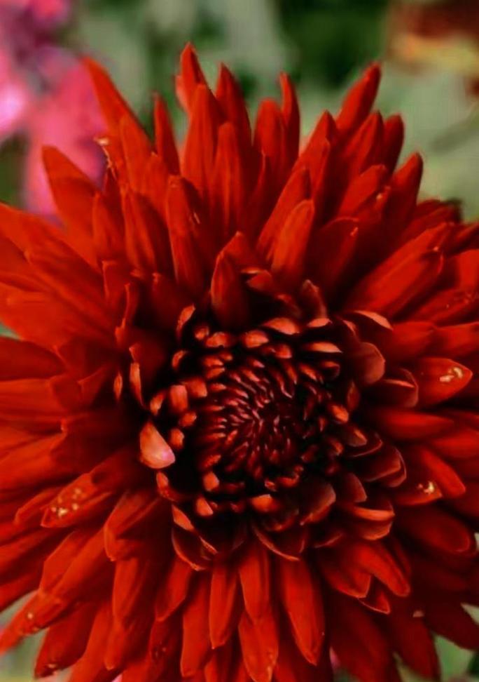 菊花的花语有哪些含义？送菊花代表了什么？