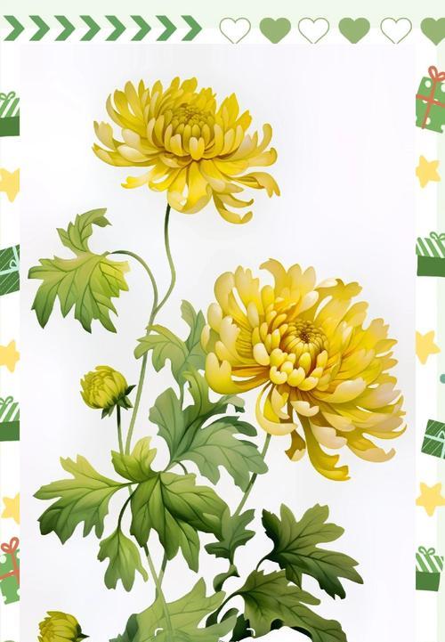 菊花的花语有哪些含义？送菊花代表了什么？
