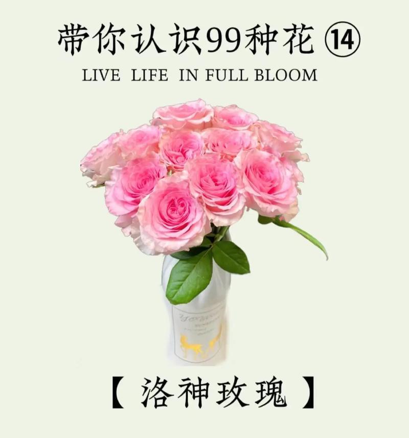 一朵玫瑰花代表了什么？