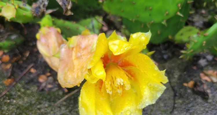 芝兰的花语和它象征的精神是什么？
