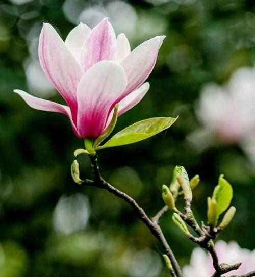 芝兰的花语和它象征的精神是什么？