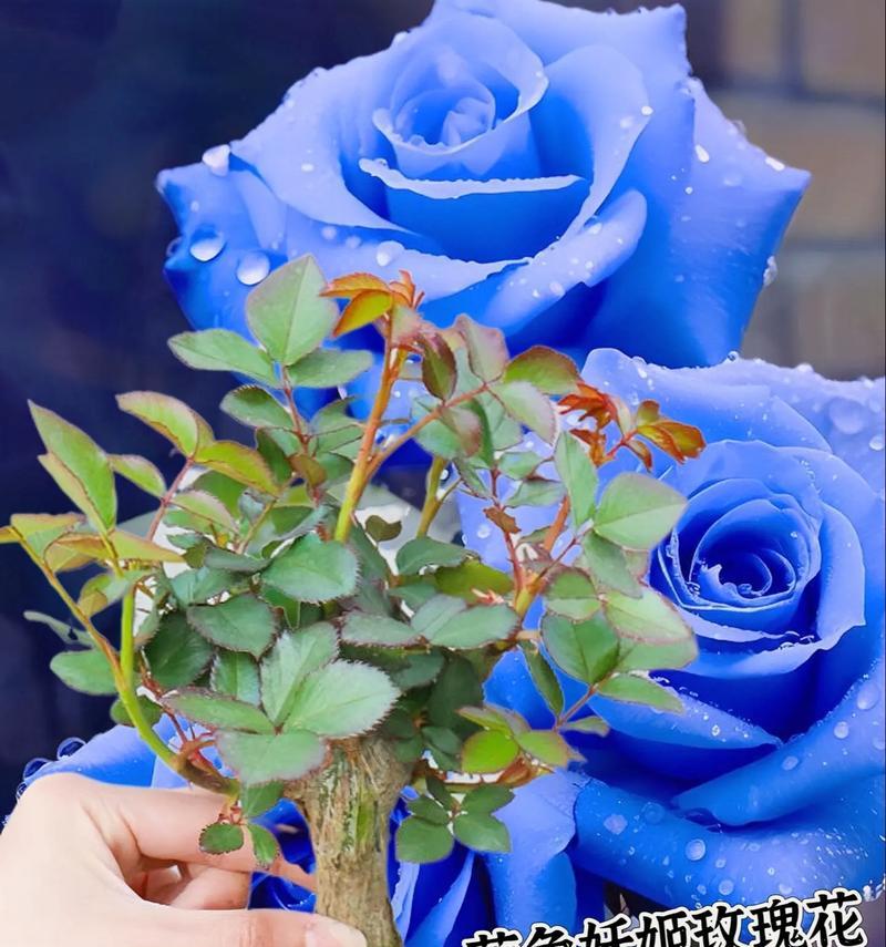 蓝色玫瑰花在表白中代表什么？男生应如何使用？