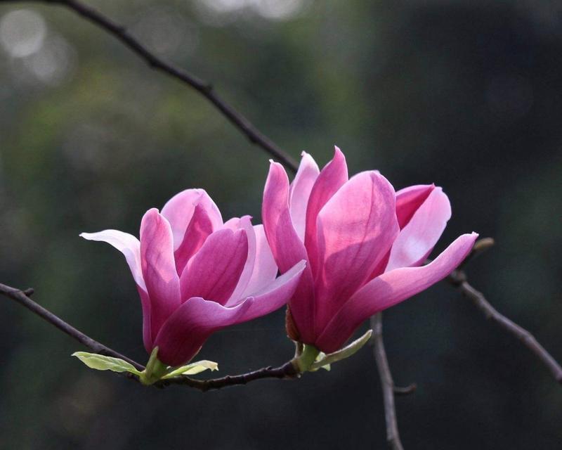 道具洁白素雅的花语含义是什么？它象征着什么？