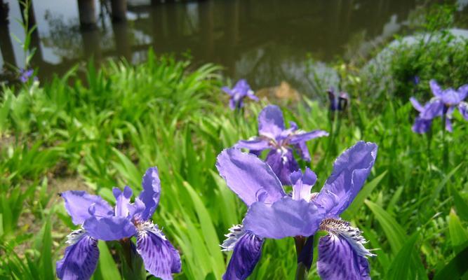 鸢尾花的花语代表重生吗？它象征着什么？