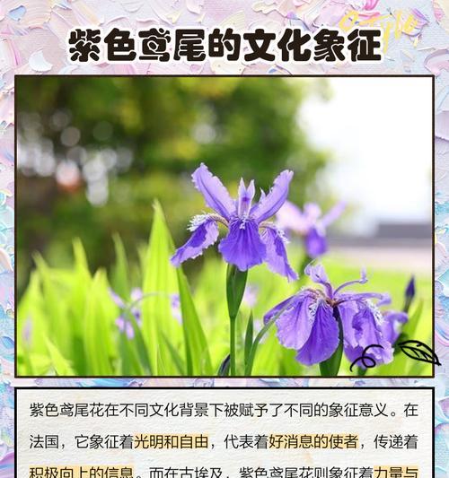 鸢尾花的花语代表重生吗？它象征着什么？