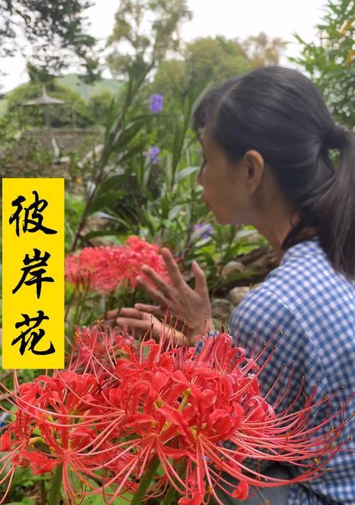 红色彼岸花的花语代表什么含义？