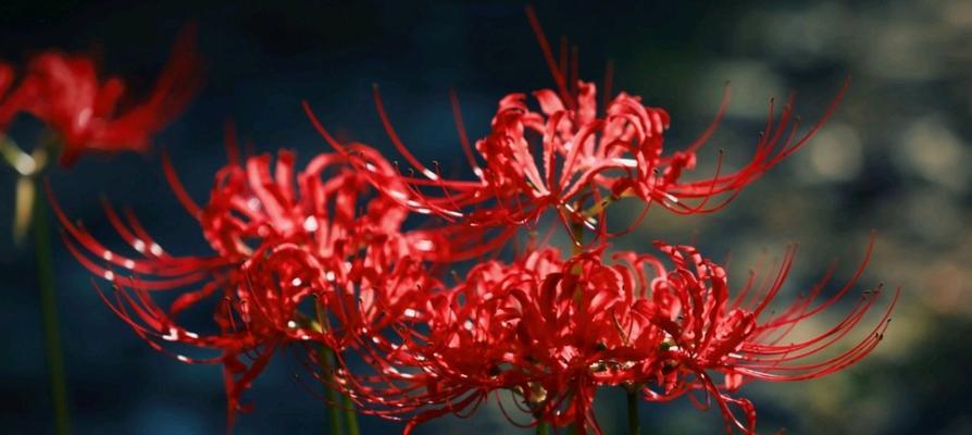 红色彼岸花的花语代表什么含义？