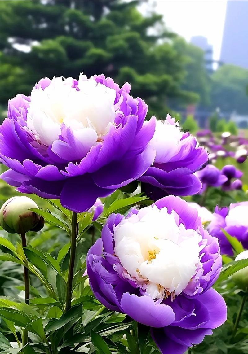 不同种类的牡丹有什么花语？它们各自代表了什么？
