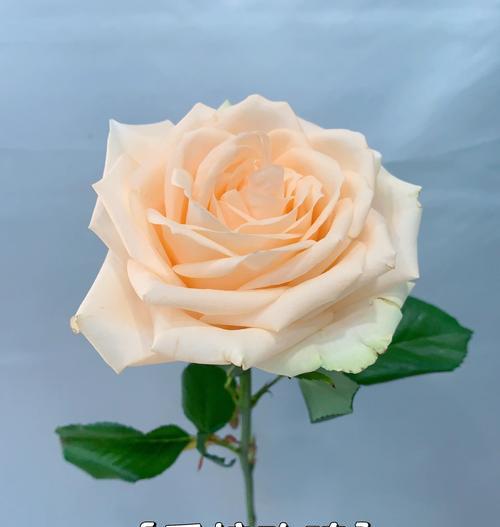 玫瑰香槟花的花语具体是什么？