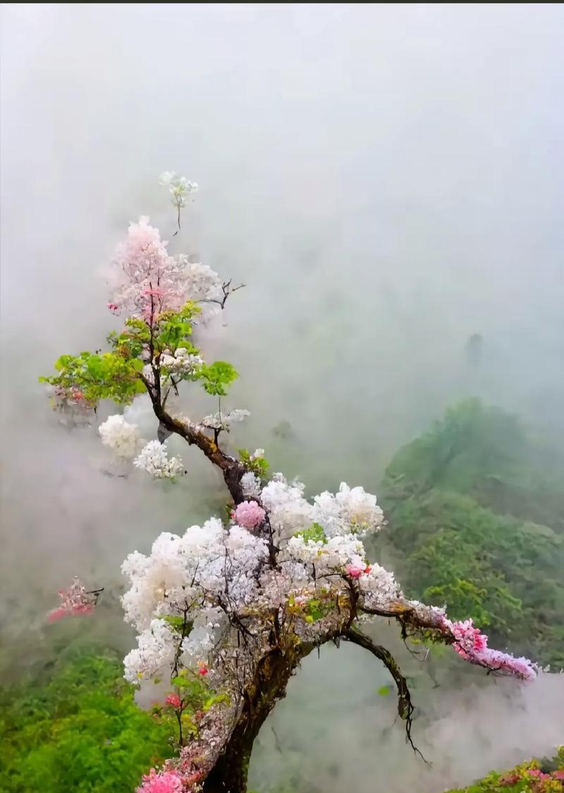 哪种树的花语与传承有关？