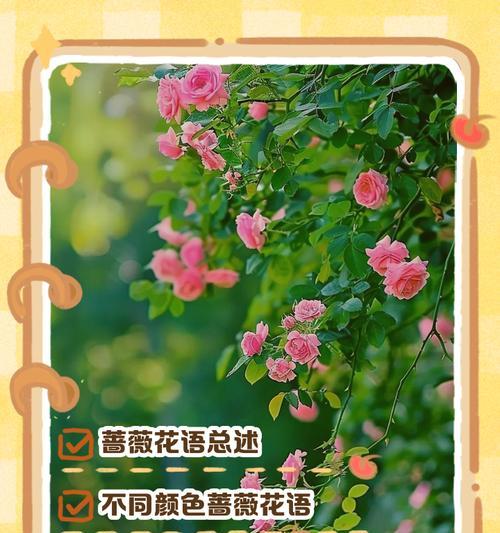 焰花花语象征与寓意是什么？焰花在花语中代表了什么？