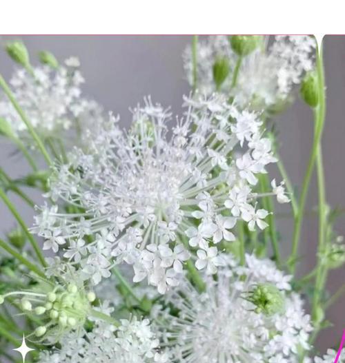 焰花花语象征与寓意是什么？焰花在花语中代表了什么？