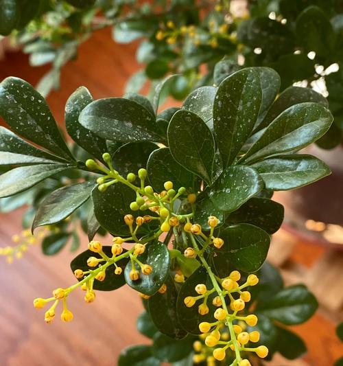 明兰花的花语和寓意是什么？