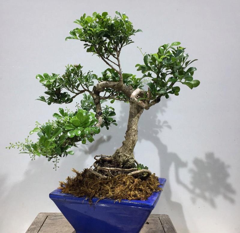 明兰花的花语和寓意是什么？