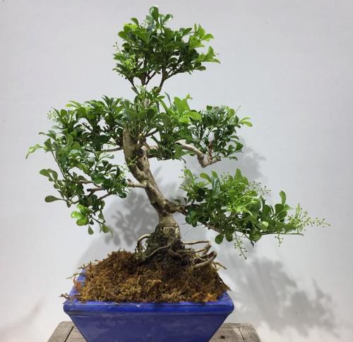 明兰花的花语和寓意是什么？