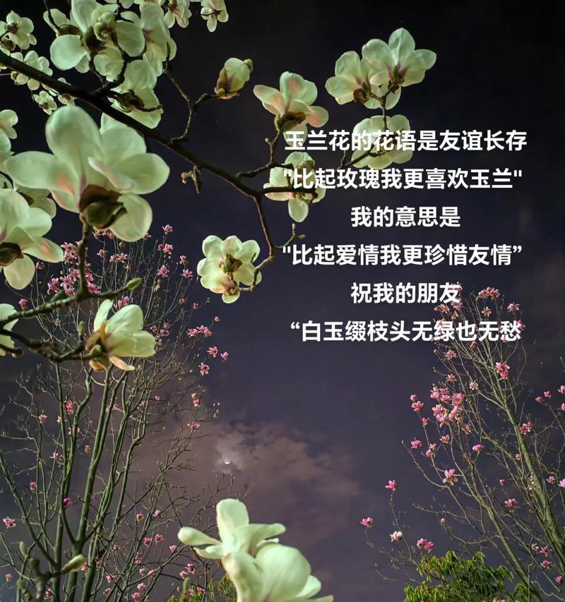 玉兰花的花语是什么？它在表达情感时的含义是什么？