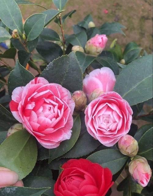 百年茶花的花语有何深意？茶花的花语与文化有何联系？