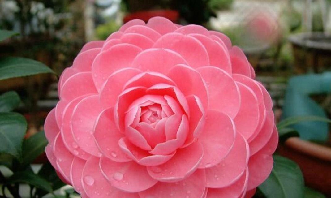 百年茶花的花语有何深意？茶花的花语与文化有何联系？