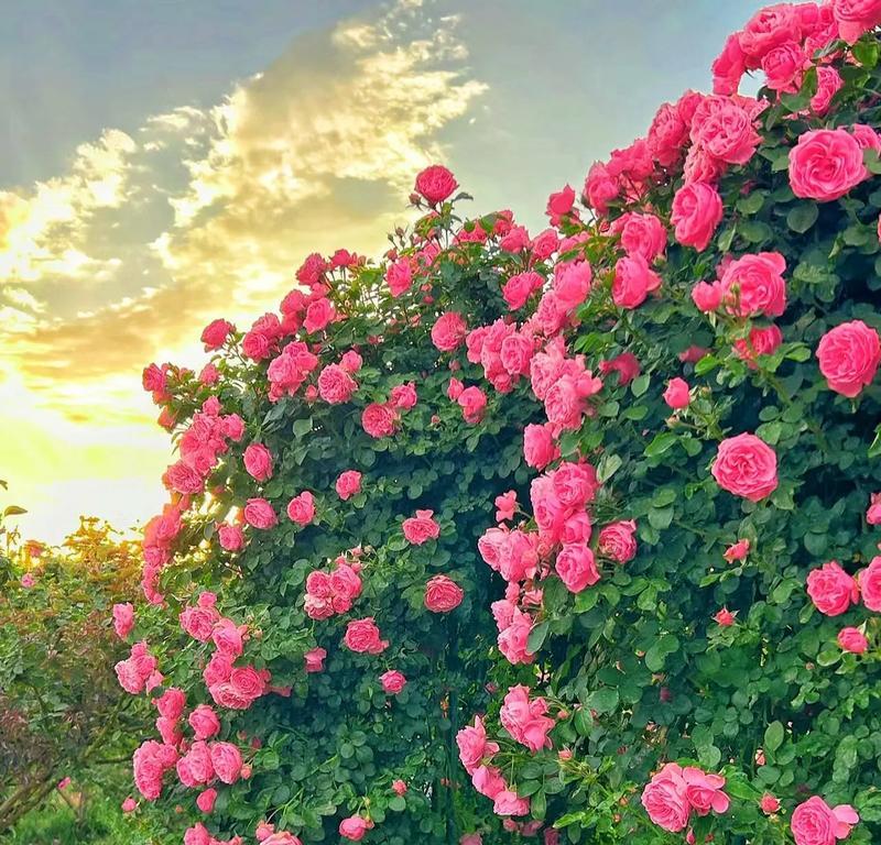 春天送玫瑰花选哪种好看？如何挑选春天的玫瑰花？