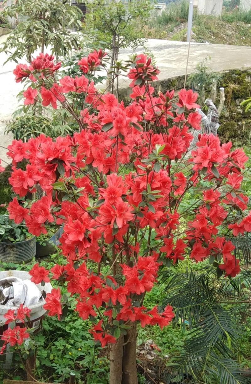 杜鹃花与映山红的花语有何不同？各自代表什么？