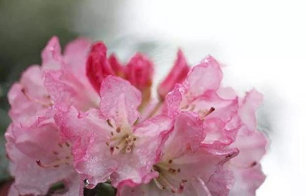 杜鹃花与映山红的花语有何不同？各自代表什么？