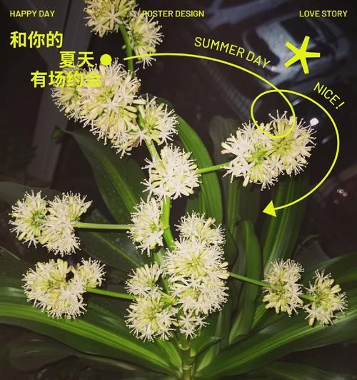 血龙铁树寓意何在？它的花语是什么？