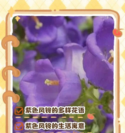 风铃花不同颜色的花语有何区别？哪种颜色最适合作为礼物？