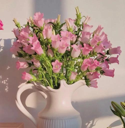 风铃花不同颜色的花语有何区别？哪种颜色最适合作为礼物？